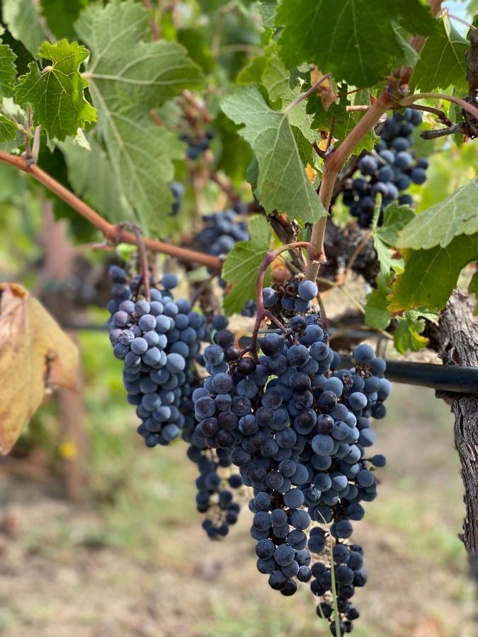 Trie Vineyard Cottage Grevena Buitenkant foto
